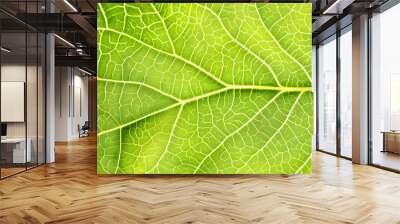 Texture of a green leaf as background. Wall mural