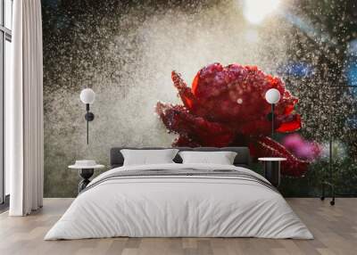 Red rose and splashes of water Wall mural