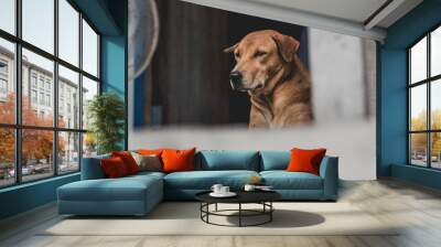 dog looking Wall mural