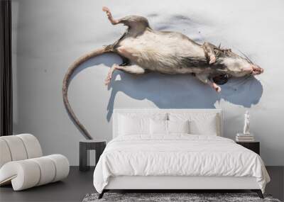 rat on white background Wall mural