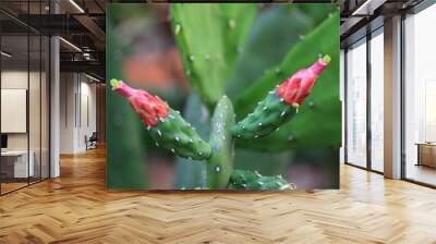 cactus in the rain Wall mural