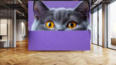 A curious gray cat with bright orange eyes peeks over a purple surface, embodying playfulness and charm. Wall mural