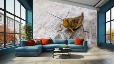 A close-up of a golden grasshopper reveals its dazzling, metallic sheen. Wall mural