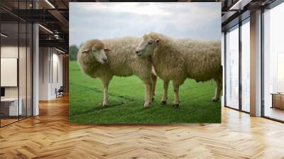 The male sheep is mating with the female sheep in the pasture. Wall mural