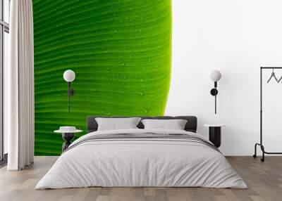 Banana leaf, green leave, abstract background
 Wall mural