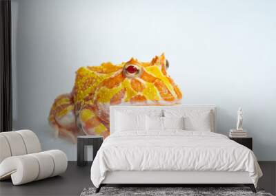 closeup argentine horned frog on white background Wall mural