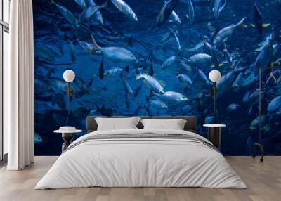 fish at aquarium, under water, animals Wall mural