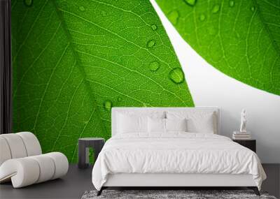 green leaves wall background, leaf wall nature background
 Wall mural