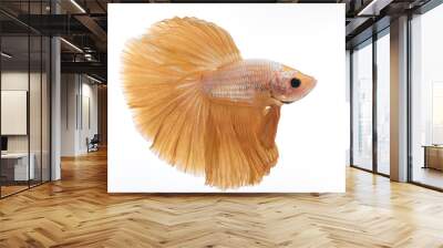 halfmoon betta fish, siamese fighting fish, betta splendens
 Wall mural