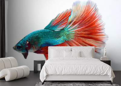 Halfmoon betta fish, siamese fighting fish, Capture moving of fish, Betta splendens Wall mural