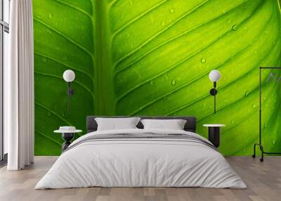 Water on leave background, Green leaf nature Wall mural