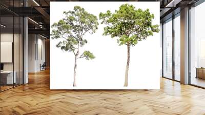 Collection of isolated trees on a white background. Beautiful tree It is suitable for use in decorating, decorating, and printing. Wall mural