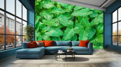 leaves​ pattern ​background. Wall mural