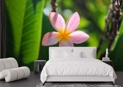 Pink frangipani flowers with leaves in the background Wall mural