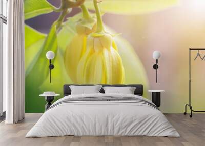 Ylang ylang flower with natural bokeh background, leaves and morning sun. Wall mural