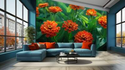 Vibrant orange zinnia flowers blooming in a lush green garden landscape  The zinnias are densely clustered creating a beautiful eye catching floral display Wall mural