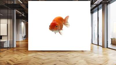 Close-up of beautiful goldfish photographed from the front, isolated on transparent background, png file. Wall mural