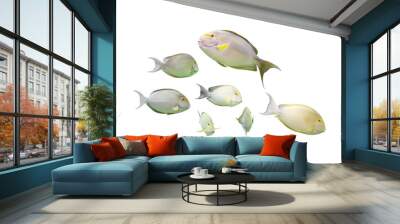 Image of a group of marine fish isolated on a transparent background png file. Wall mural