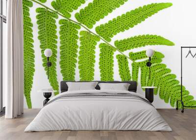 Vegetable fern, Diplazium sp., Family Athyriaceae, Central of Thailand Wall mural