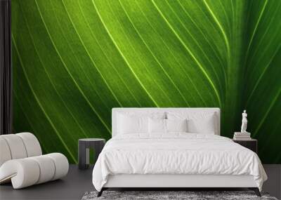 Green leaf texture revealed by light behind Wall mural