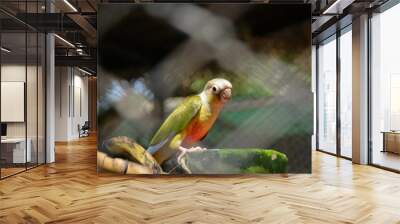 A parrot eating watermelon in cages at zoos. Chai Nat Bird Park. Wall mural