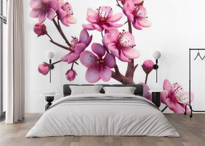 pink orchid isolated on white background, pink orchid, pink orchid isolated on white png Wall mural