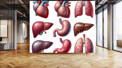 Set of realistic human internal organs. 3D heart, stomach, lungs, liver. 
 Wall mural