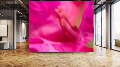 Close up view of bougainvillea flower Wall mural