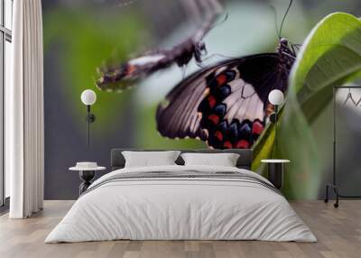 Flying Butterflies - Orchid Swallowtails Wall mural