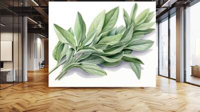 Sage watercolor style isolated on white background Wall mural