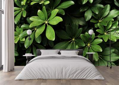 Tropical green leaf Wall mural