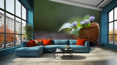 Ageratum conyzoides flower on nature background. Wall mural