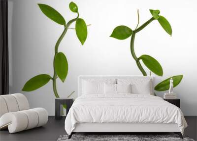 Vanilla green leaves on tranparent background. Wall mural