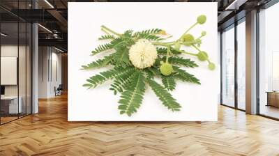 White Popinac, Lead Tree (Leucaena leucocephala (Lamk.) De Wit), tree have medicinal properties. Wall mural