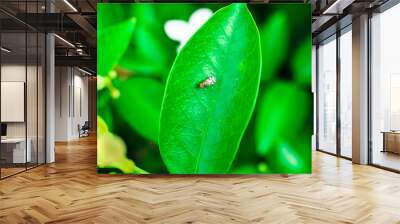 Green leaf texture background with insects Wall mural