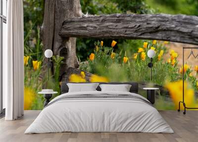 Poppies Next to Wooden Fence in the Spring Wall mural