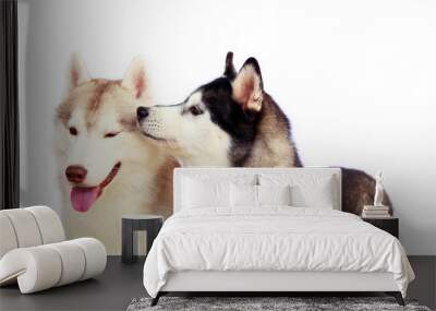 Couple of Siberian Huskies smiling with white background. Wall mural