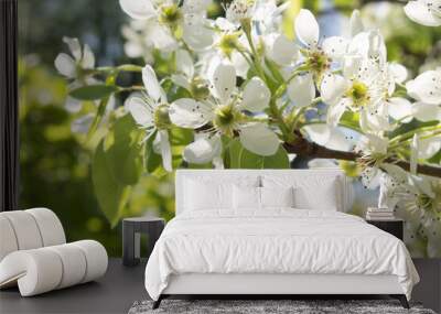 pyrus communis or common pear tree white flowers closeup. sunny spring day. Wall mural