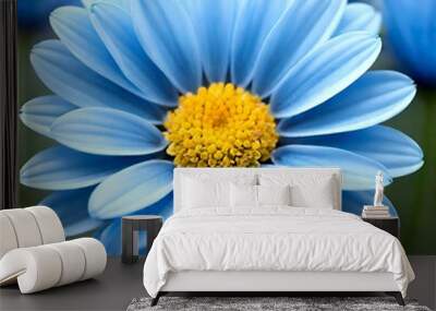 daisy in the sky, white, spring, summer, isolated, camomile, plant, yellow, beauty, macro, bloom, blossom Wall mural