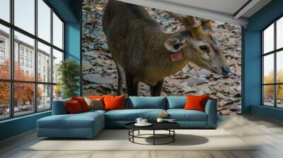 Deer in the zoo. Wall mural