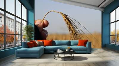 One ripened barley yellow ear of corn in hand on a background of blue sky Wall mural