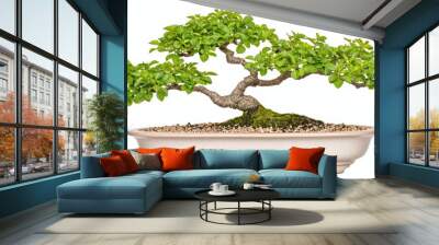 A beautiful bonsai tree showcasing lush green leaves on a sculpted trunk, placed in a decorative pot. Wall mural