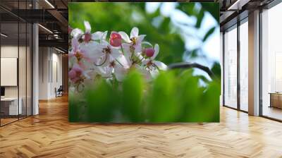 Beautiful pink flowers blooming closeup, nature background  Wall mural