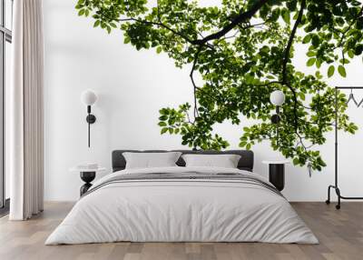 Fresh green tree branch isolated on white background Wall mural