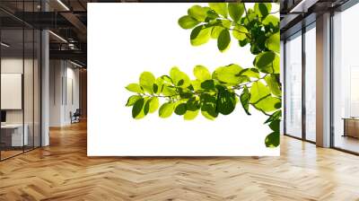 green tree branch isolated on white background, nature background Wall mural