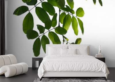 green tree branch isolated on white background Wall mural