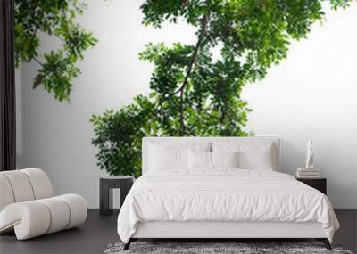 Green tree branch isolated on white background Wall mural