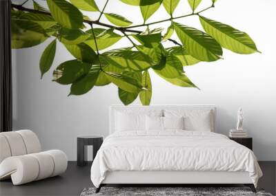 green tree branch isolated on white Wall mural