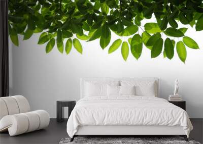 green tree branch isolated on white Wall mural