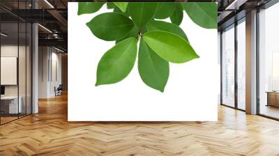 Green tree leaf isolated on white background Wall mural